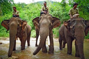 Elefanten mit ihren Mahouts in Myanmar